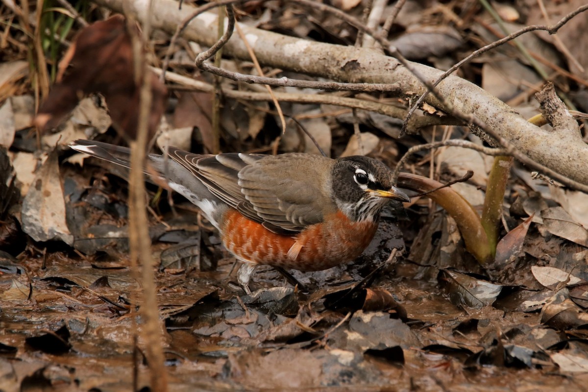 American Robin - ML300016201