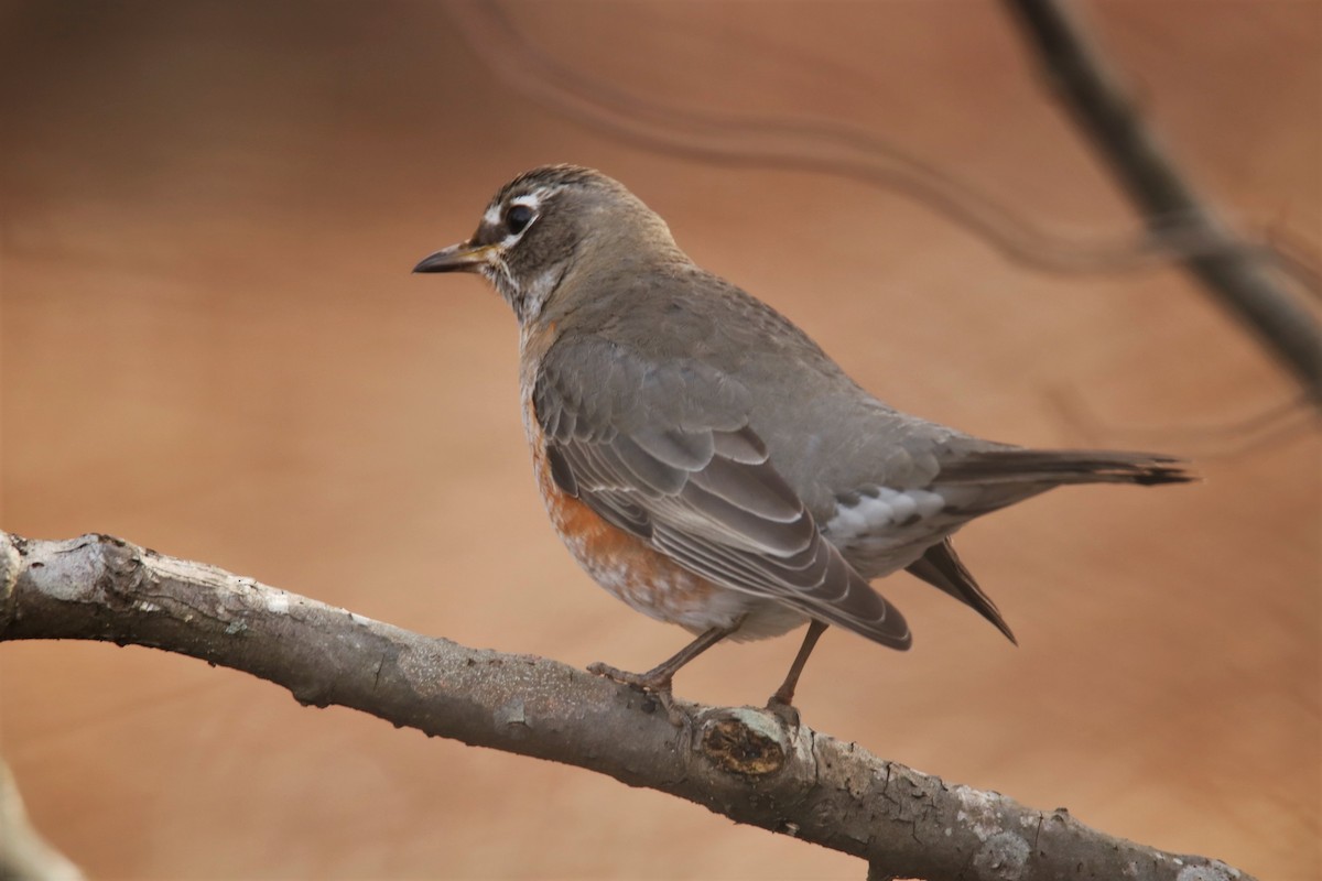 American Robin - ML300016211