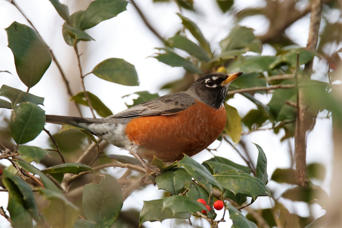 American Robin - ML300016221