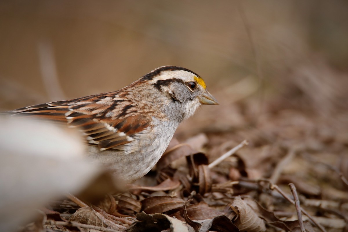 White-throated Sparrow - ML300016361