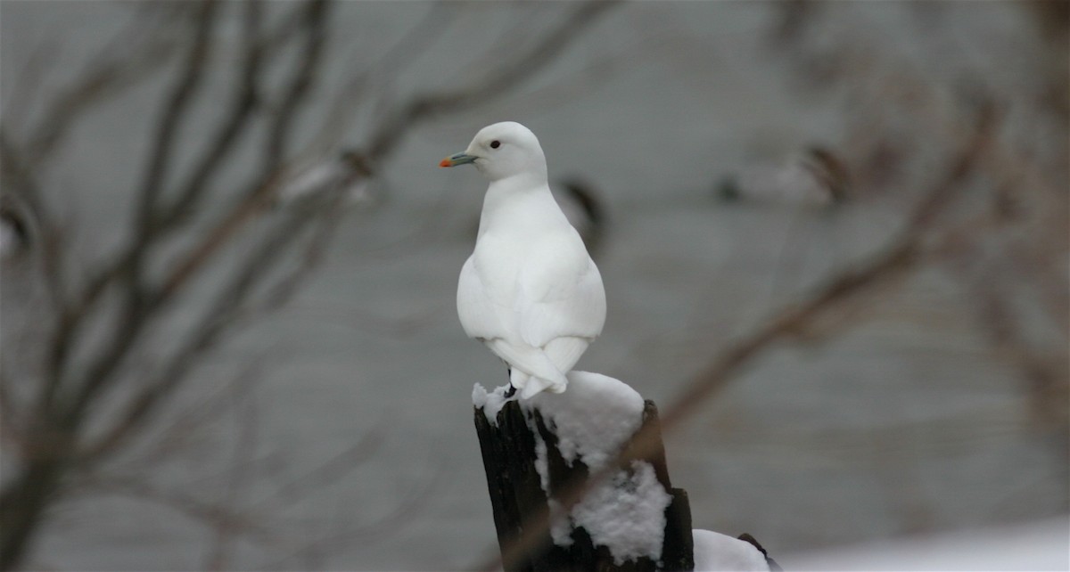 Ivory Gull - ML30001701