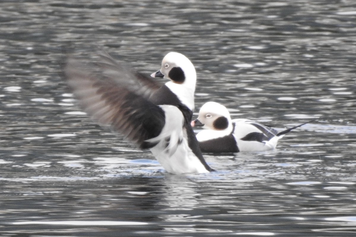 Long-tailed Duck - ML300017101