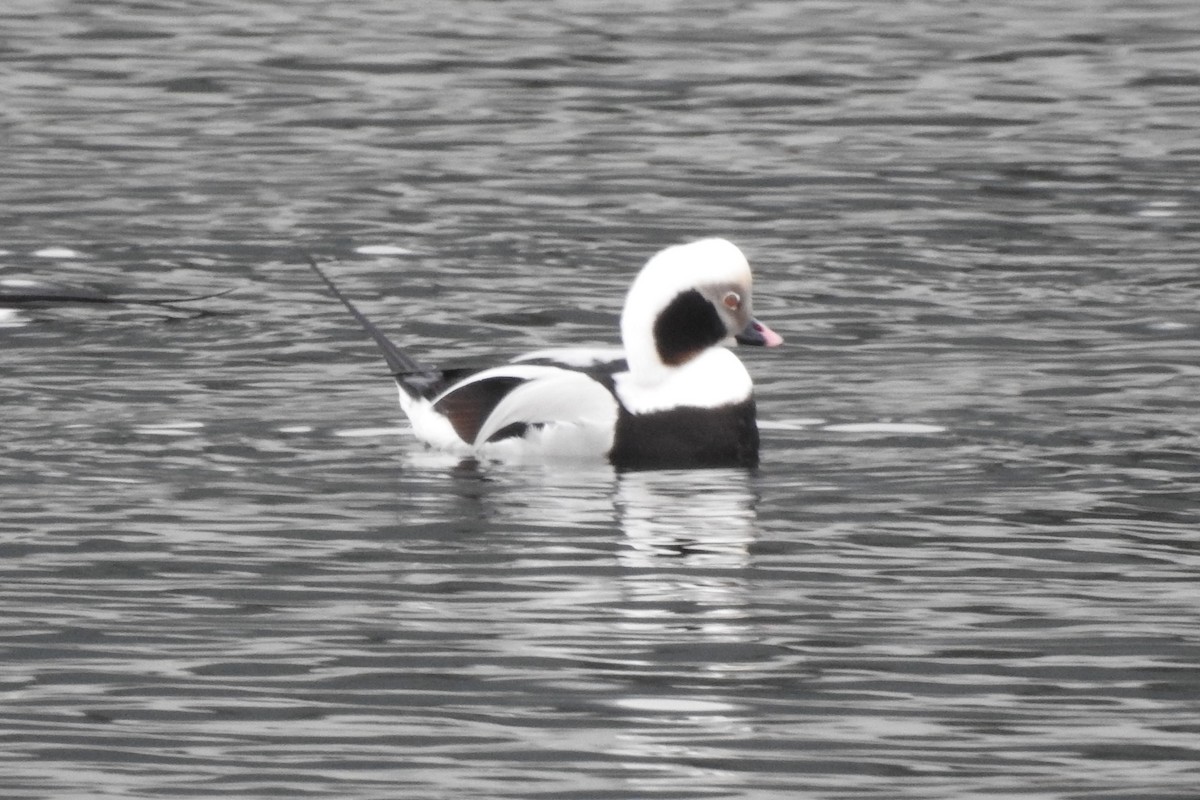 Long-tailed Duck - ML300017111