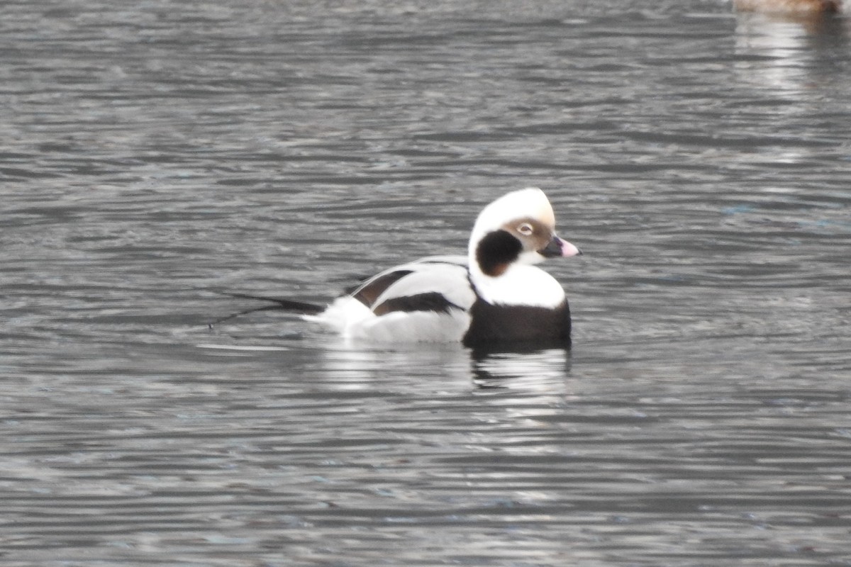 Long-tailed Duck - ML300017161