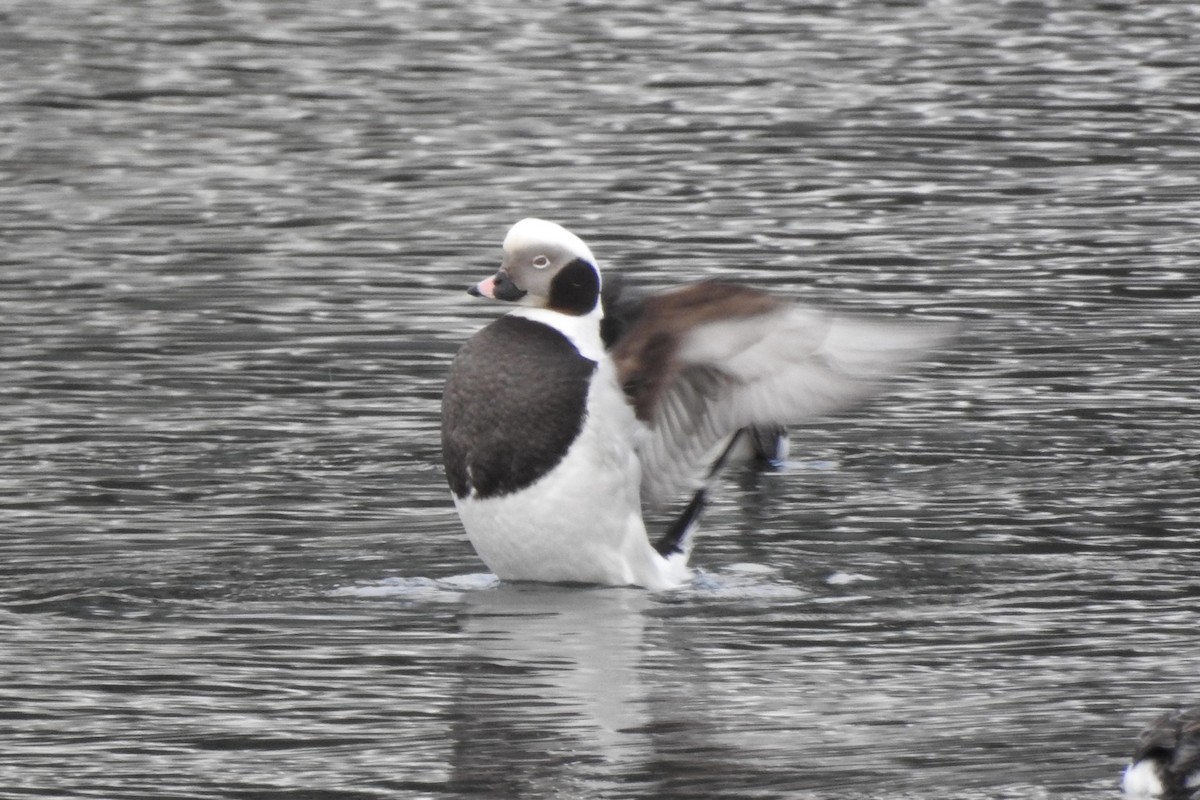 Long-tailed Duck - ML300017611