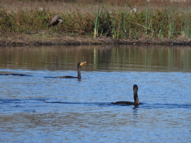 Double-crested Cormorant - ML300019731