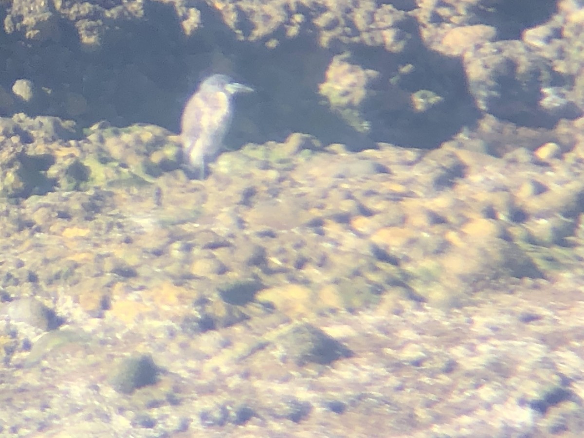 Yellow-crowned Night Heron - ML300019761