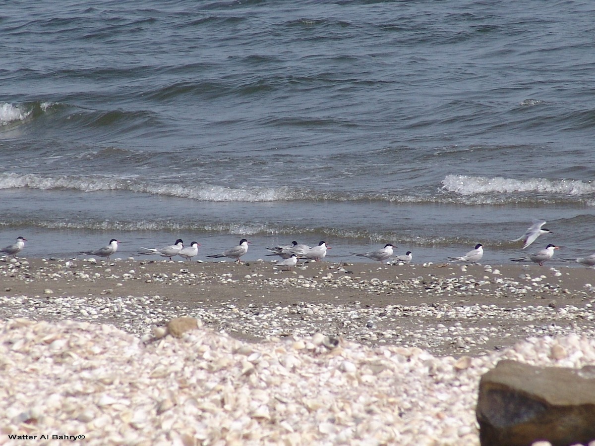 Sterne pierregarin - ML300021731