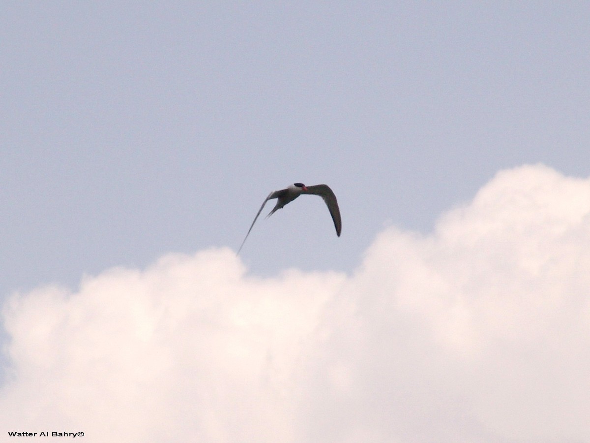 Sterne pierregarin - ML300021831