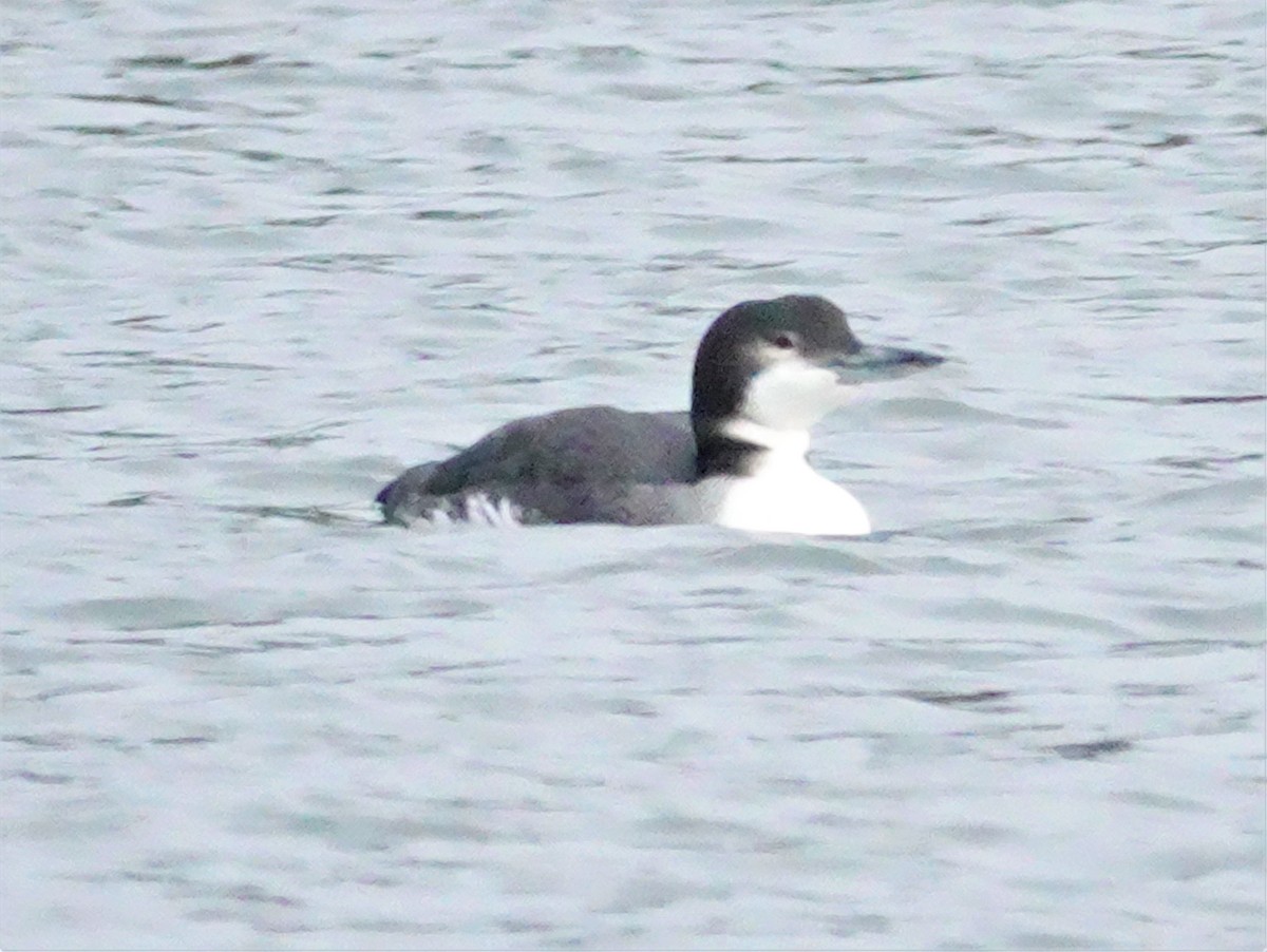 Common Loon - ML300023291