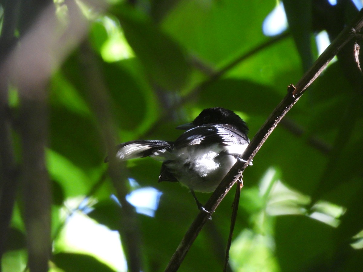 Black-chinned Monarch - Burung Indonesia