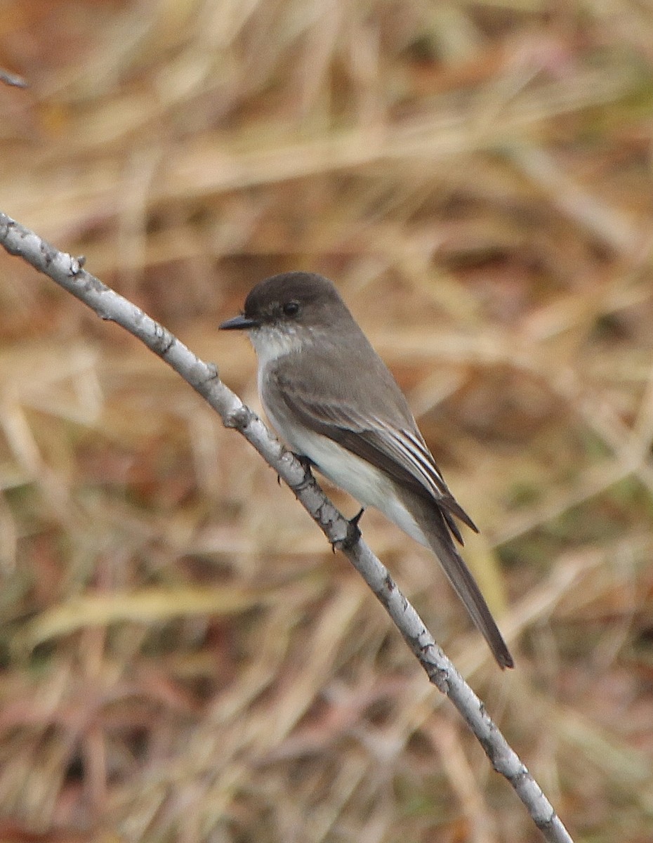 Eastern Phoebe - ML300024781