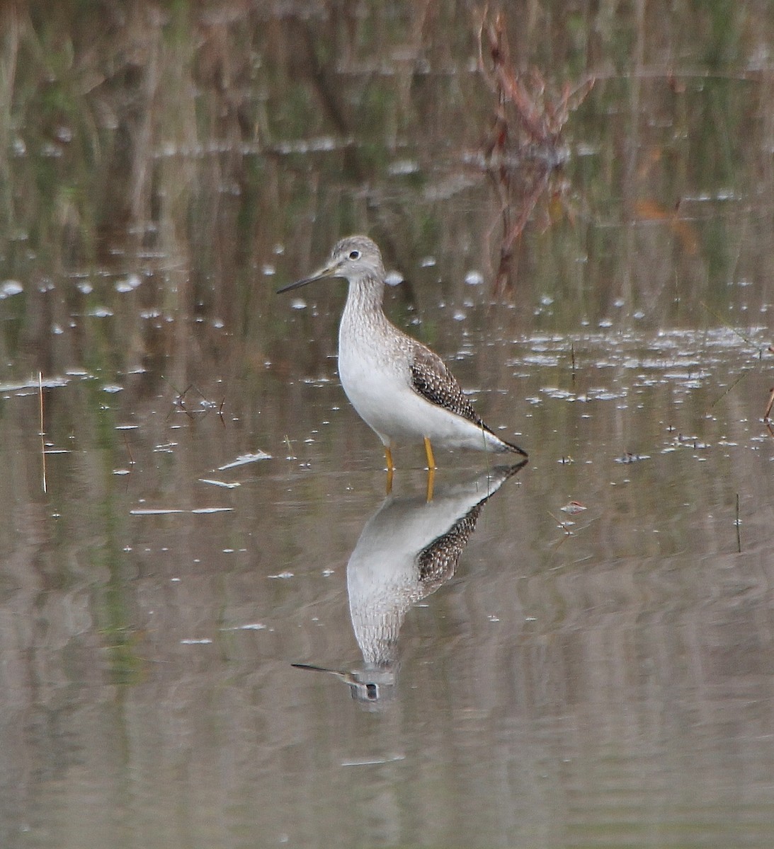 Greater Yellowlegs - ML300024821