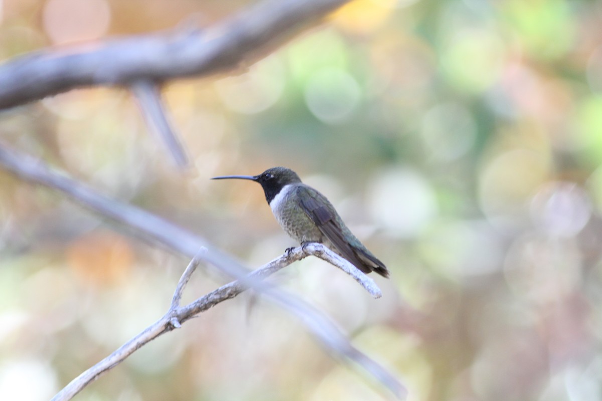 Black-chinned Hummingbird - ML300024871