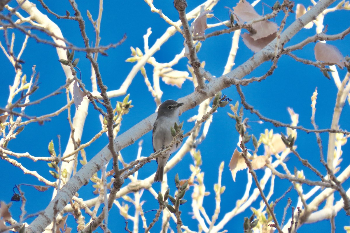 Plumbeous Vireo - ML300026491