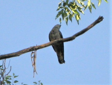 Pacific Baza - ML300026731