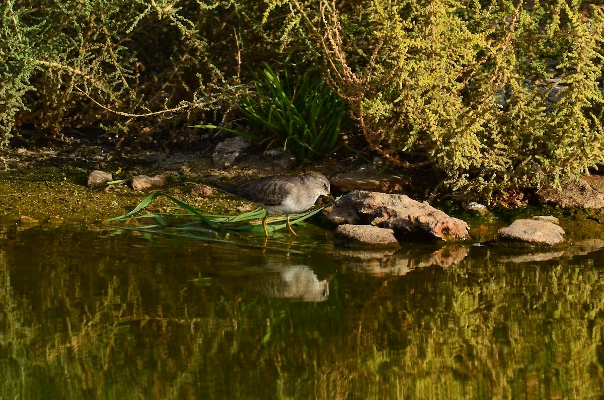 Temminck's Stint - Watter AlBahry