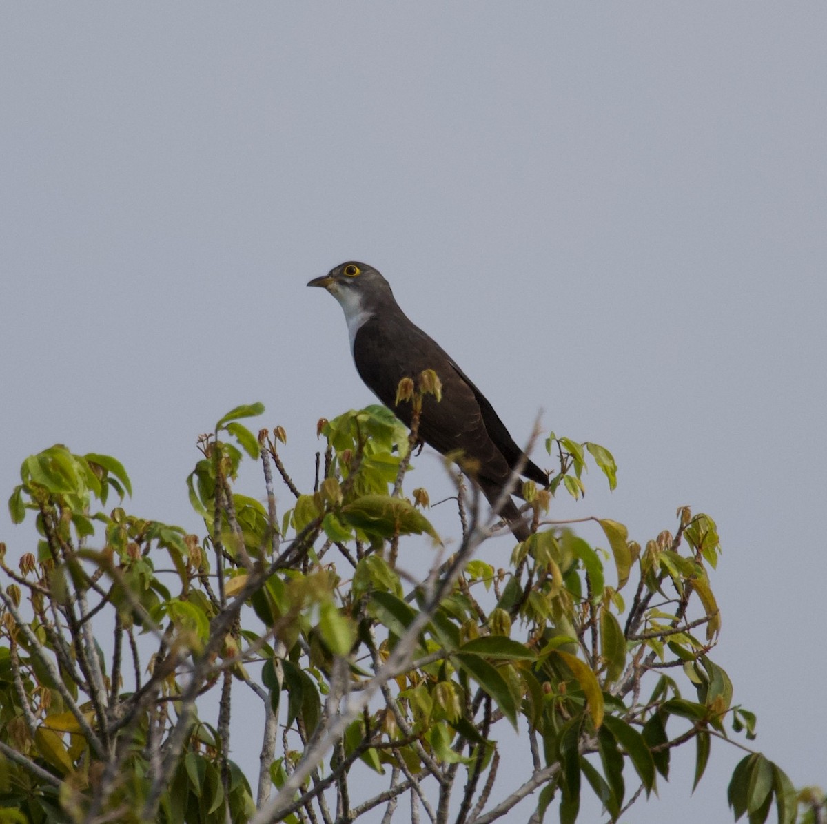 Thick-billed Cuckoo - ML300028441