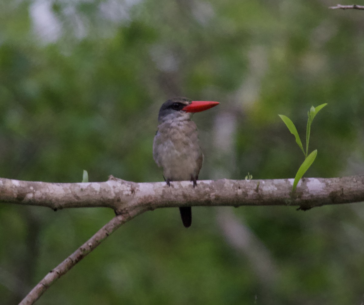 Mangrove Kingfisher - Liam Ragan