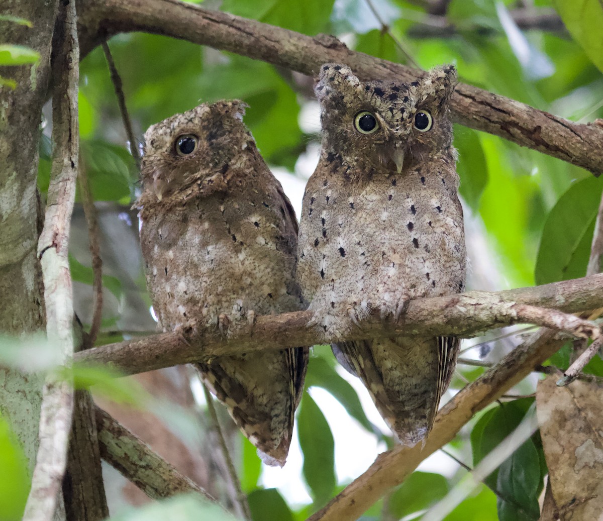 Sokoke Scops-Owl - ML300028721