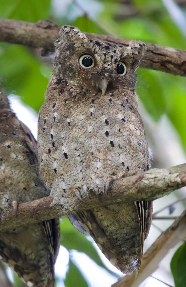 Sokoke Scops-Owl - ML300028741