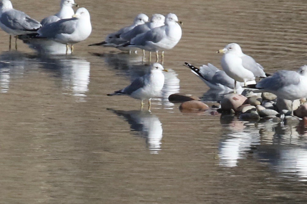 Short-billed Gull - ML300032371