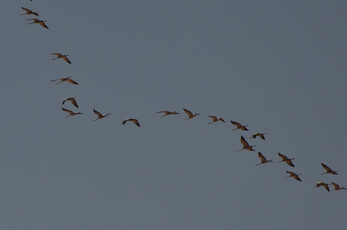 Common Crane - Watter AlBahry