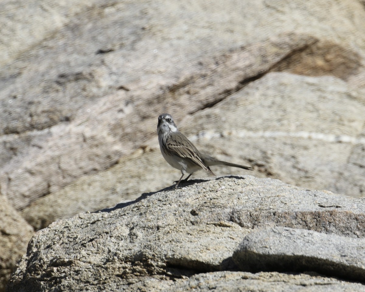 Sagebrush/Bell's Sparrow (Sage Sparrow) - ML300034641