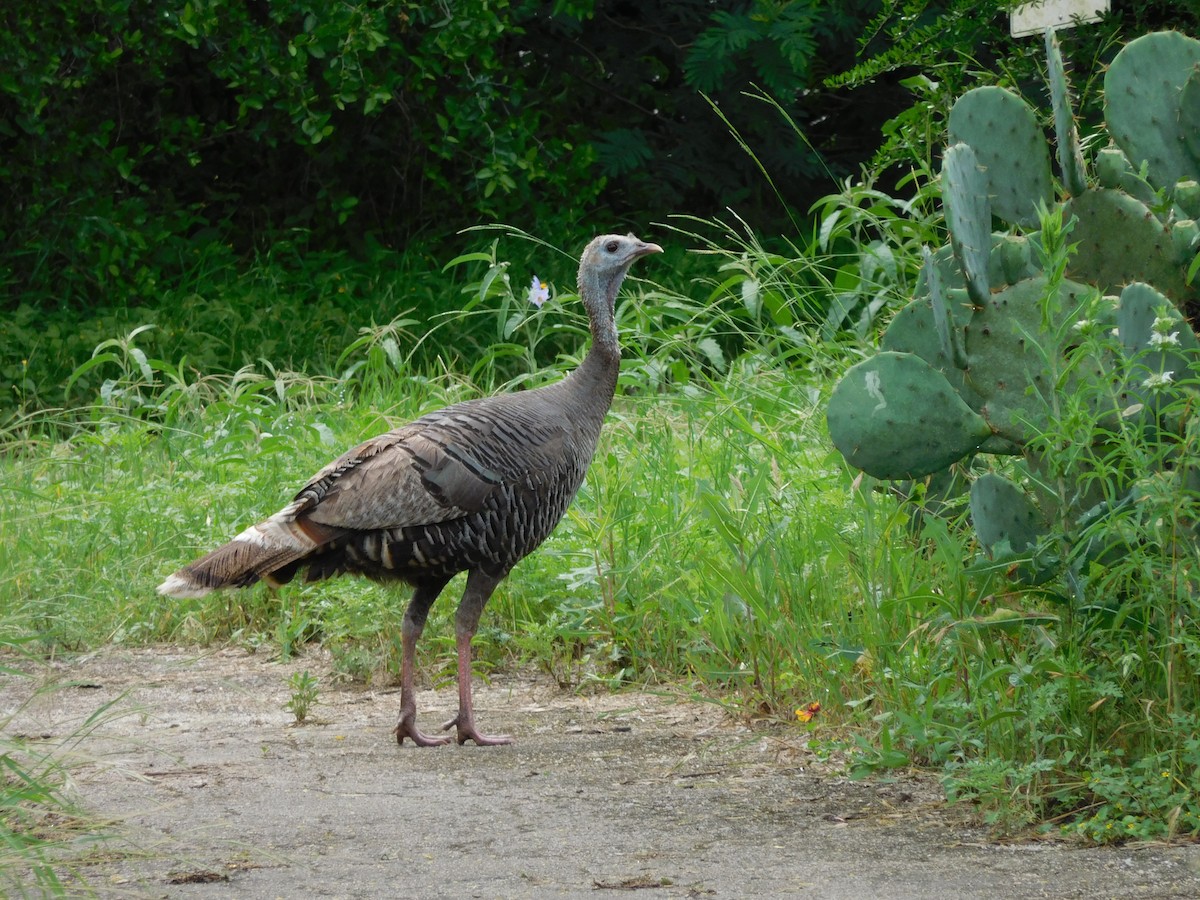 Wild Turkey - Carla Zainie