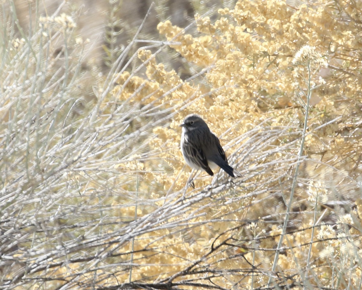 Sagebrush/Bell's Sparrow (Sage Sparrow) - ML300034781