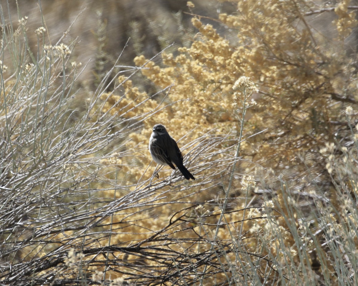 Sagebrush/Bell's Sparrow (Sage Sparrow) - ML300034901