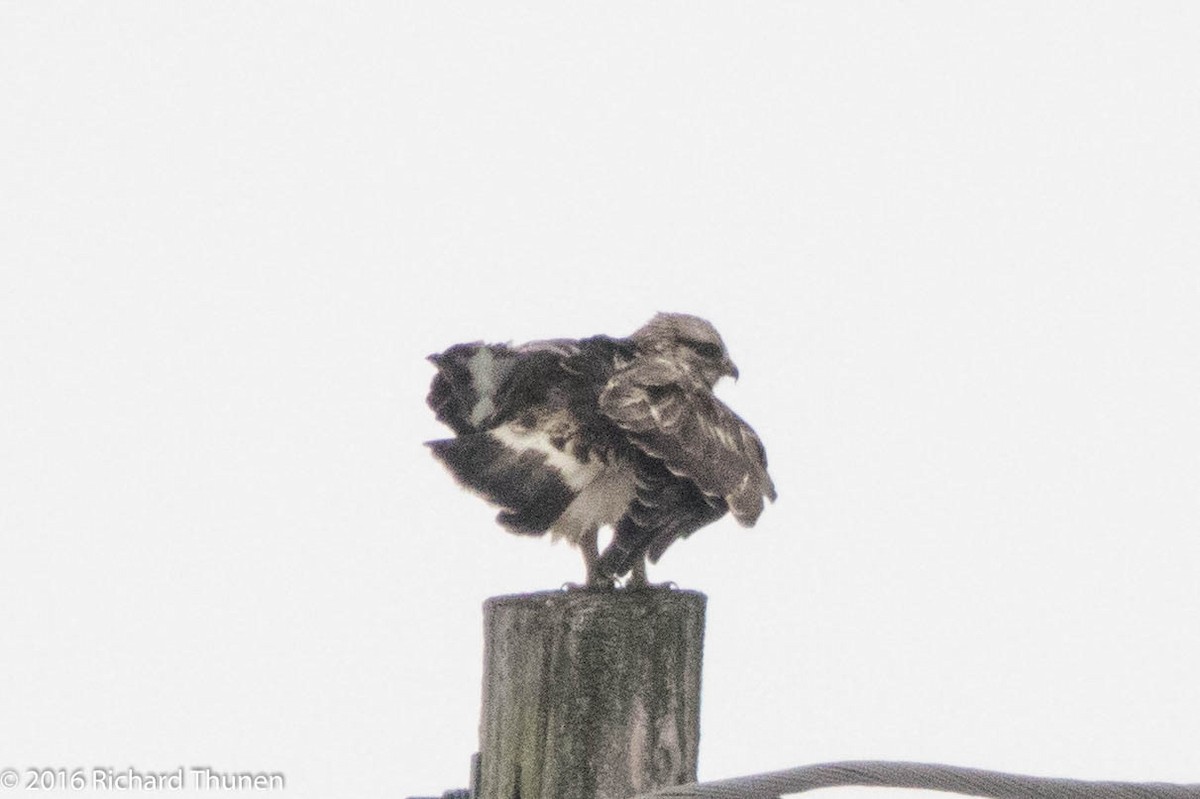 Rough-legged Hawk - Richard Thunen