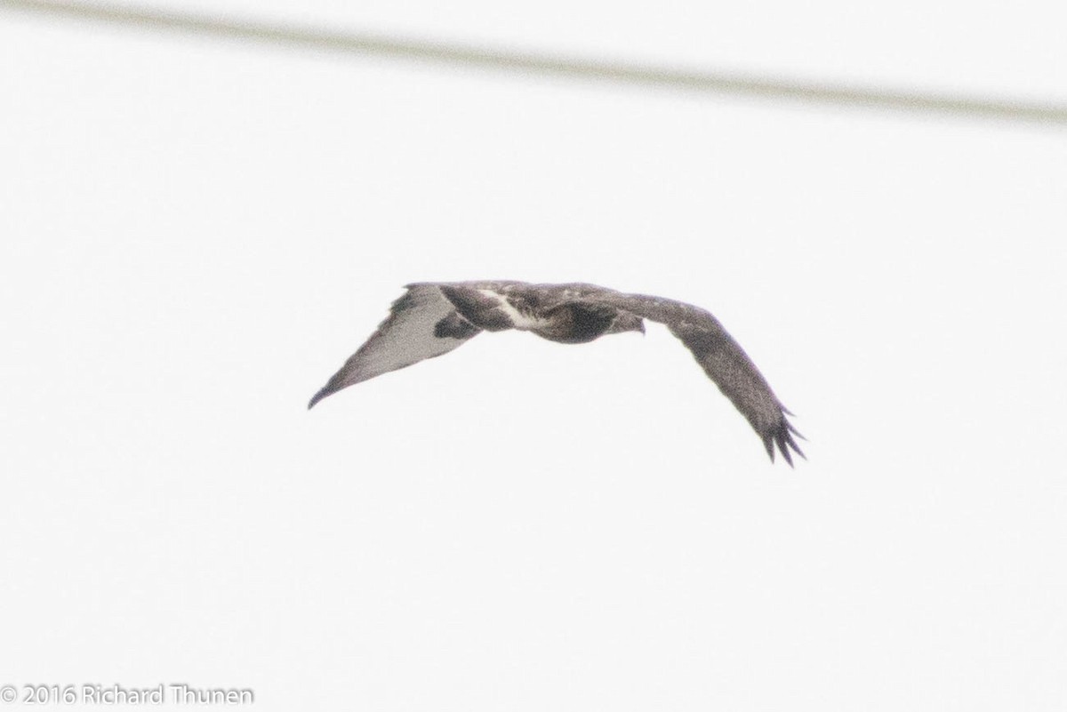 Rough-legged Hawk - Richard Thunen