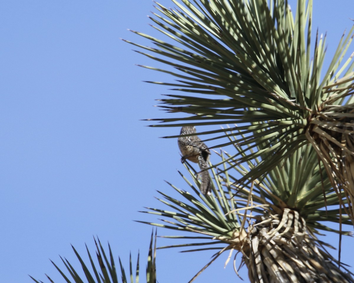 Cactus Wren - ML300036901