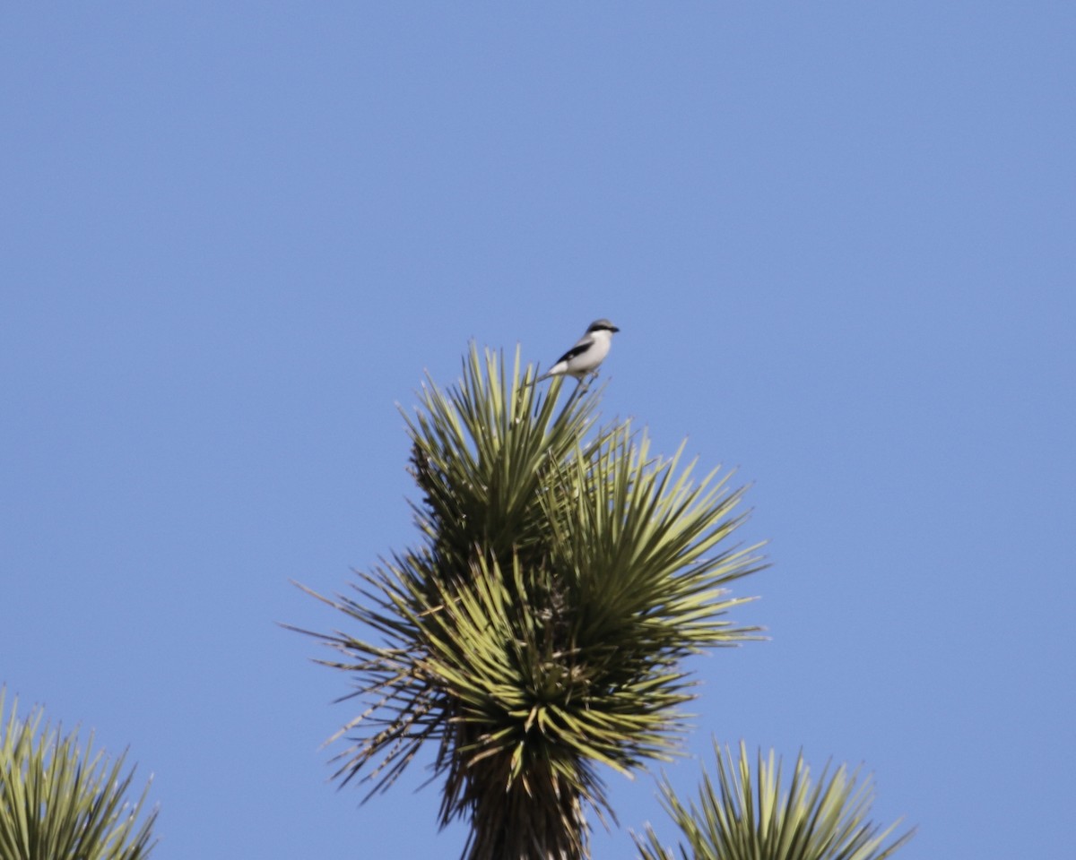 Loggerhead Shrike - ML300036911
