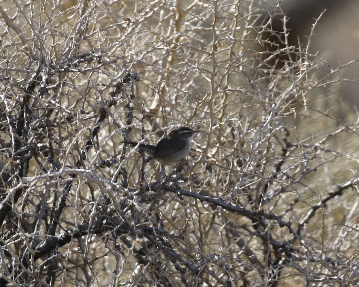 Bewick's Wren - ML300036981