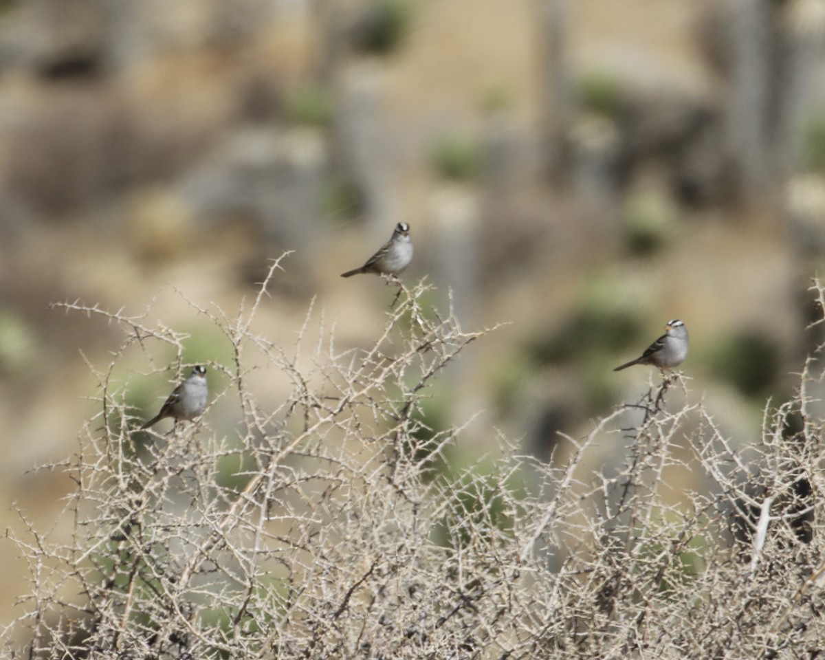 White-crowned Sparrow - ML300037011