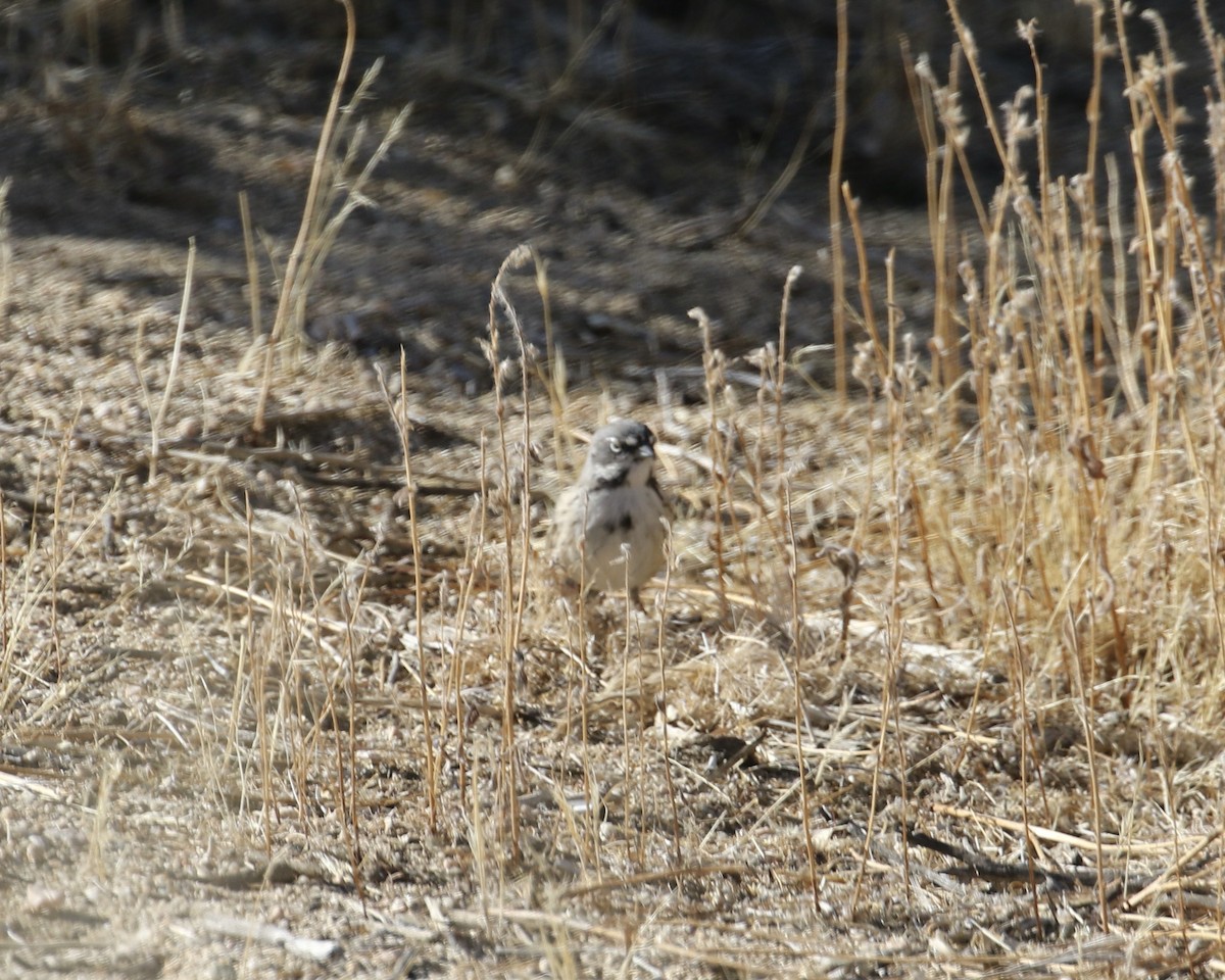 Bell's Sparrow - ML300037061