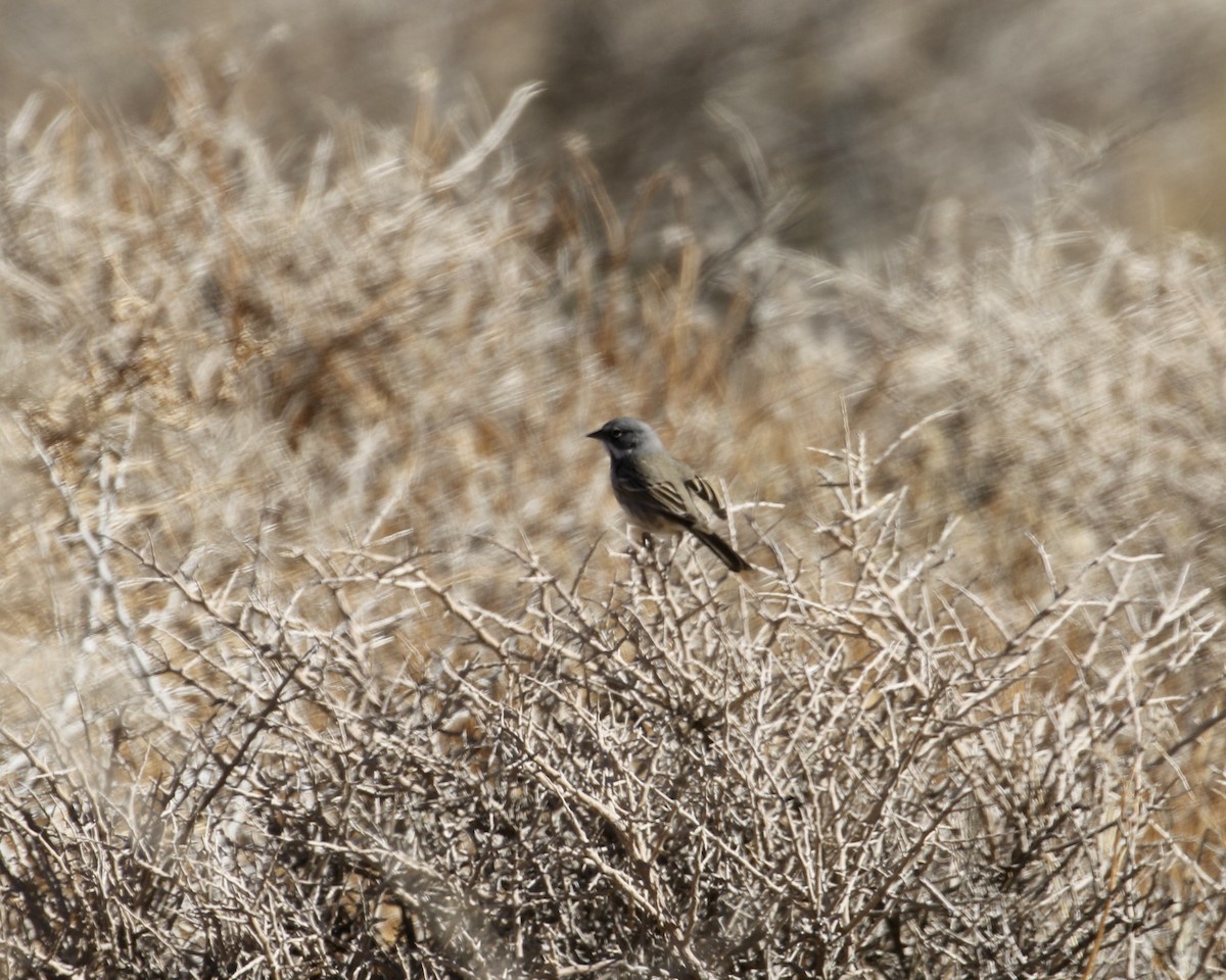 Bell's Sparrow - ML300037281