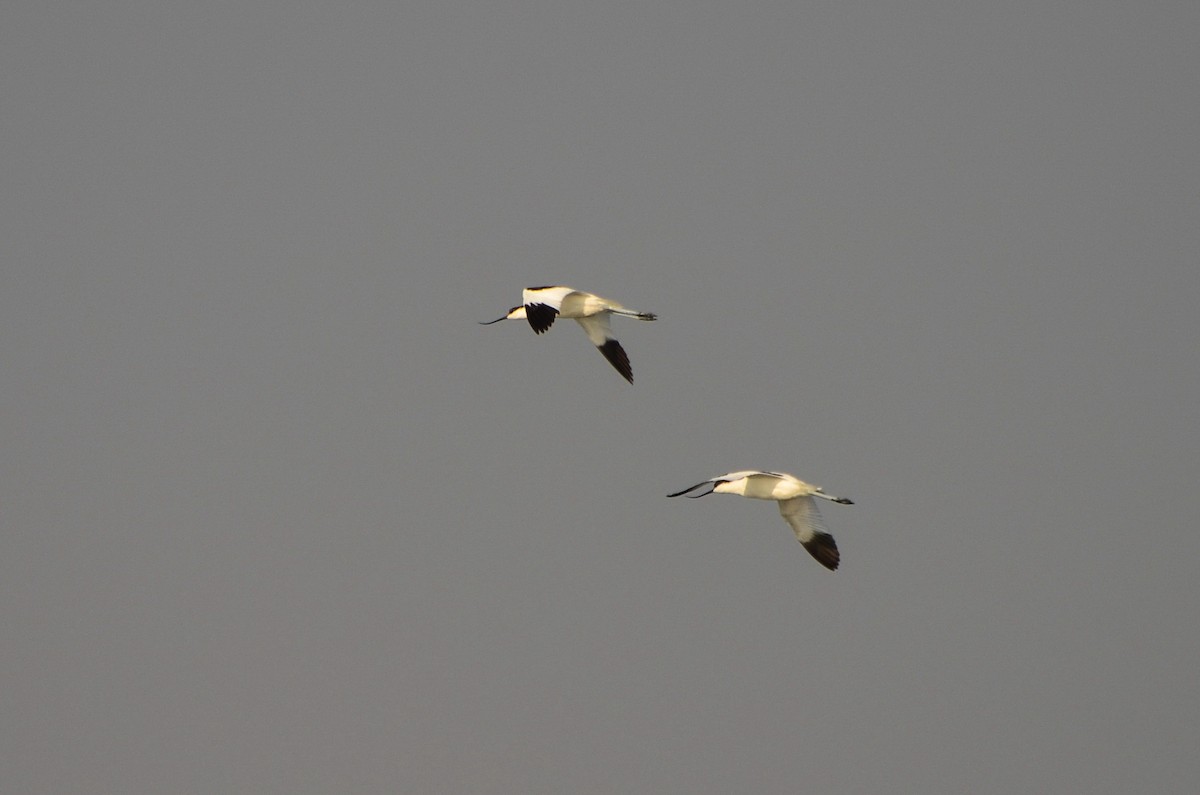 Avoceta Común - ML300037451