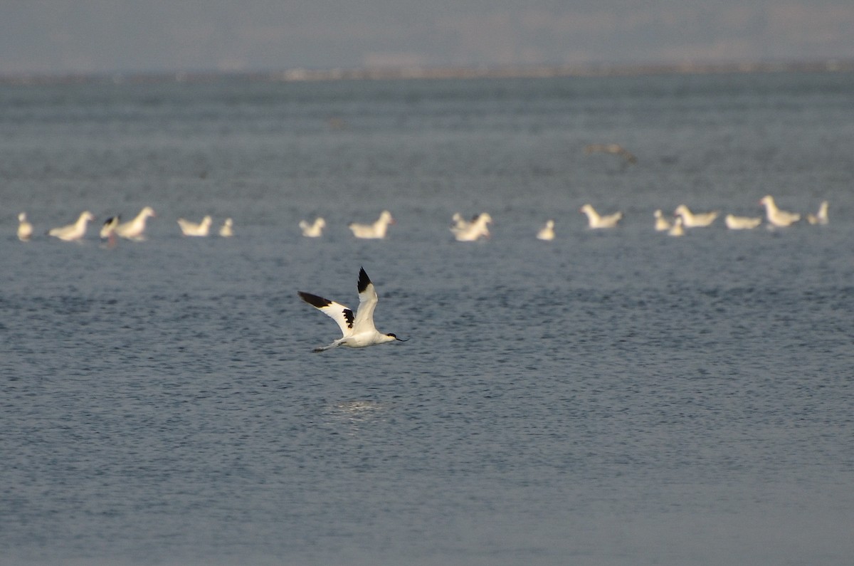 Avocette élégante - ML300037461