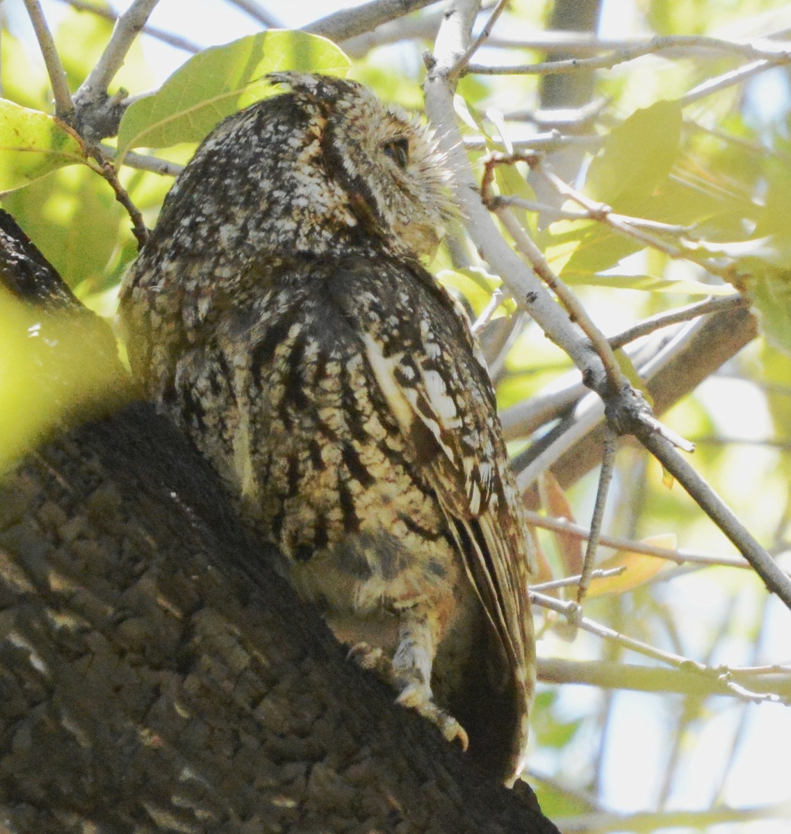 Whiskered Screech-Owl - ML300037701