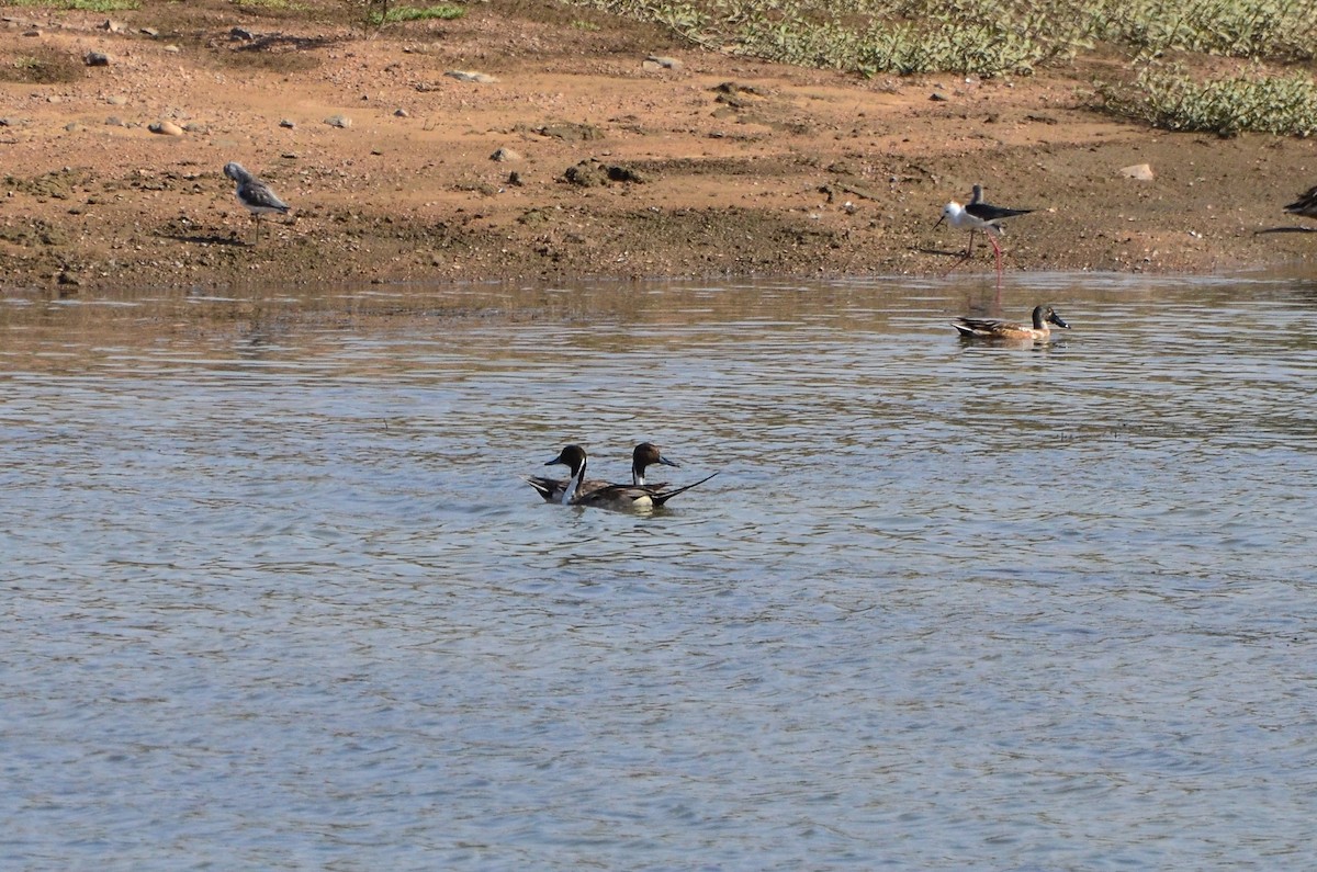 Northern Pintail - Watter AlBahry