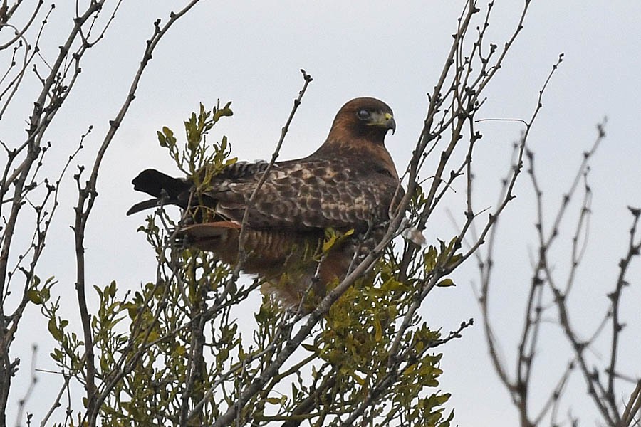 Red-tailed Hawk (calurus/abieticola) - Troy Hibbitts
