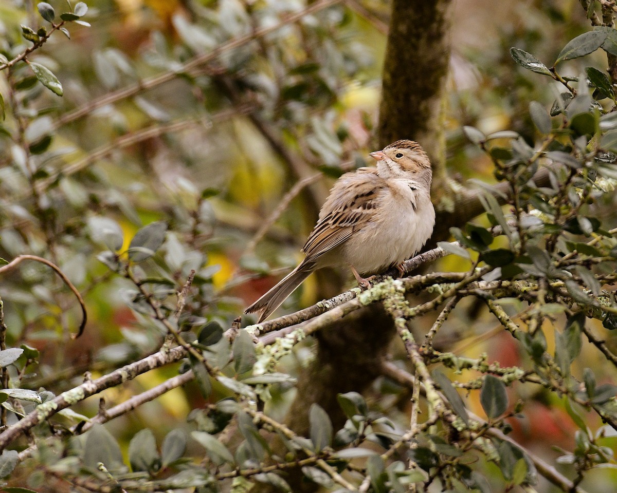 Clay-colored Sparrow - ML300038321