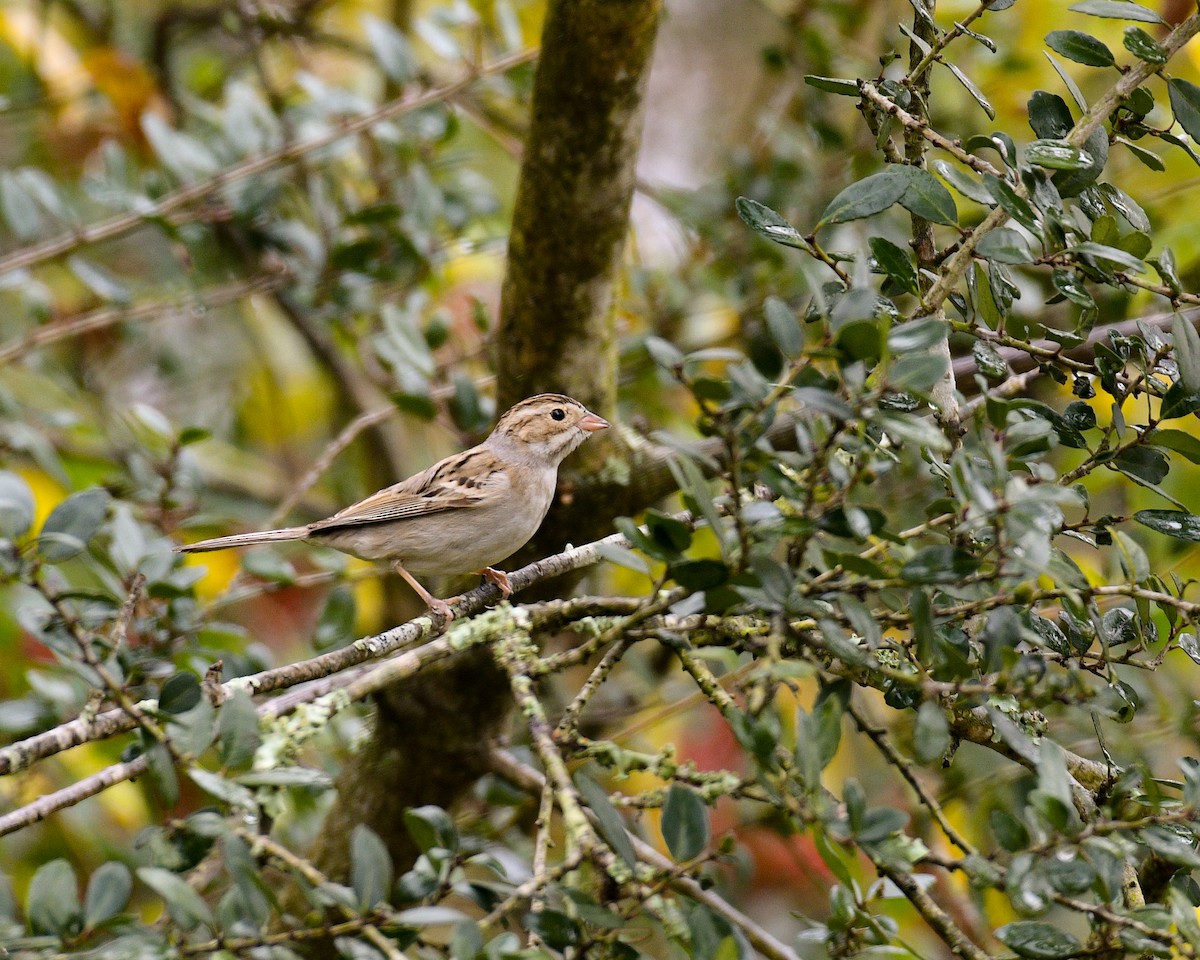 Clay-colored Sparrow - ML300038331