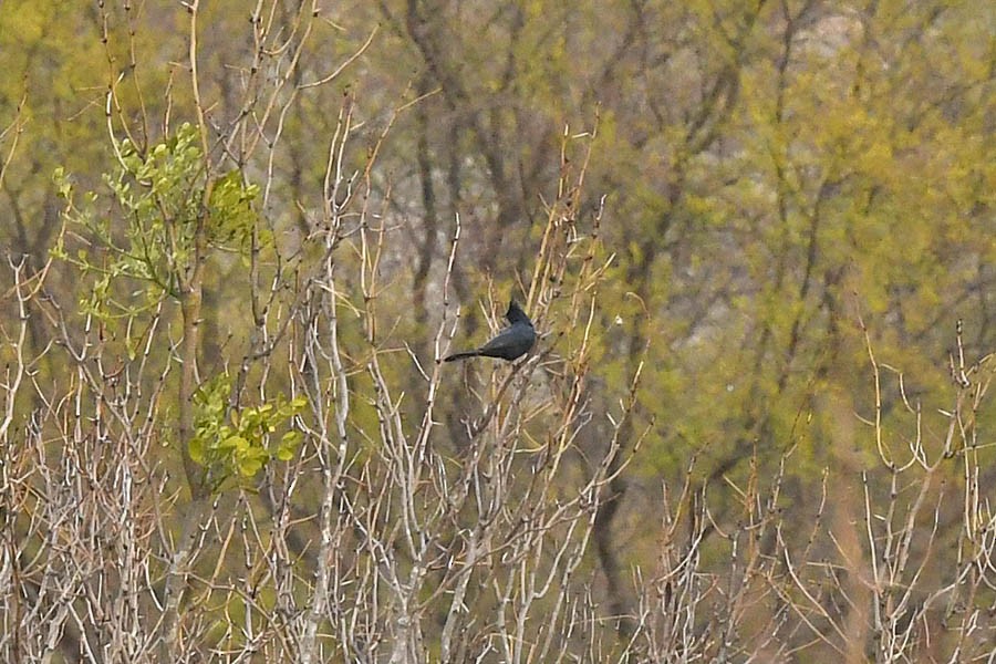 Phainopepla - Troy Hibbitts