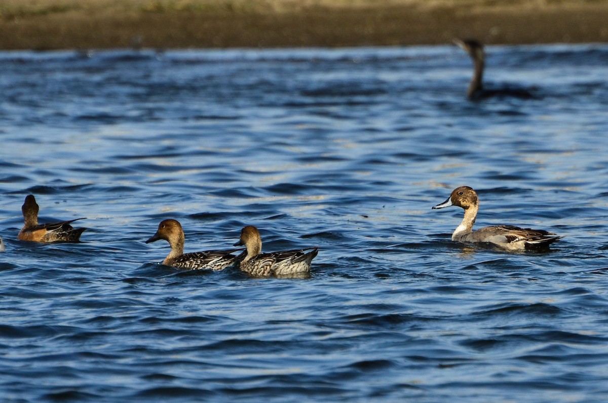 Northern Pintail - Watter AlBahry