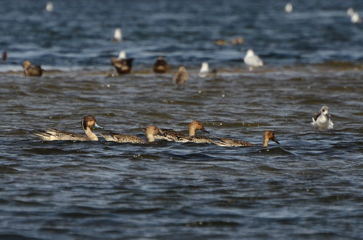 Northern Pintail - Watter AlBahry