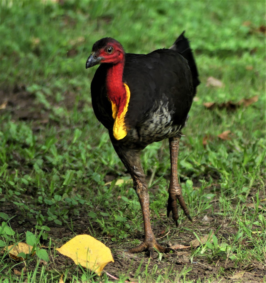 Australian Brushturkey - ML300040021